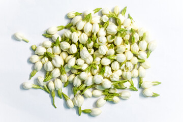 Jasmine flower buds. Beautiful flowers.