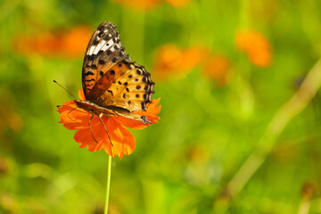 Butterflies flitting around the kibana cosmos in autumn.