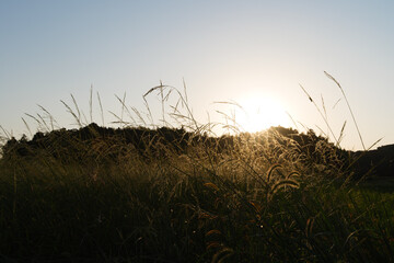 Autumn, silver grass shining in the evening sun