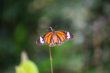 Beautiful butterfly with nature background. Monarch butterfly.
