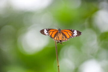 Fototapeta na wymiar Beautiful butterfly with nature background. Monarch butterfly.