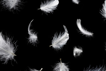 White feather isolated on a black background. © Nikolay