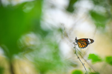 Beautiful butterfly with nature background. Monarch butterfly.