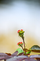 Beautiful flower and the leaves. Calm nature background.