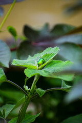 Beautiful insect in nature. Jewel bugs or metallic shield bugs.