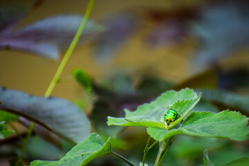 Beautiful insect in nature. Jewel bugs or metallic shield bugs.