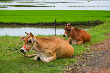 Indian cow grazing in the field. Domestic animal. Cattle or livestock.