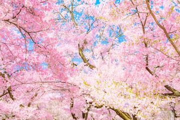 Cherry blossom, Beautiful, Tree