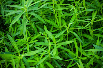 Fototapeta na wymiar Beautiful green grass background. Seamless natural leaves.
