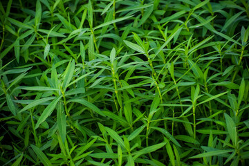 Beautiful green grass background. Seamless natural leaves.