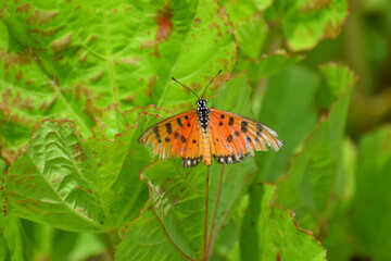 Plain tiger butterfly resting on leaves. Nature background.