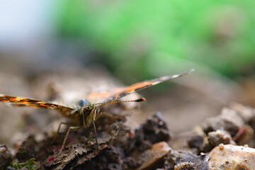 Vanessa cardui butterfly macro on the ground