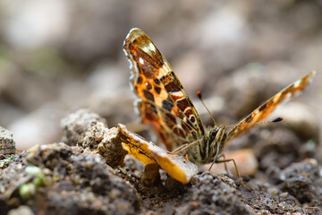Vanessa cardui butterfly macro on the ground