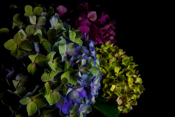 Close up multicolored hydrangea flowers on a black background. Blur and selective focus. Low key...