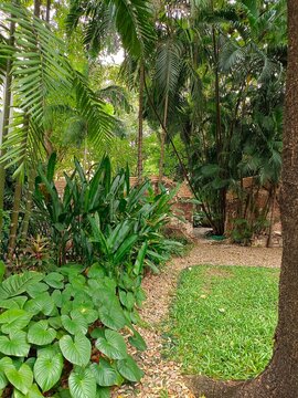 Plants botanical tropical leaf growth nature environmental ecology gardening background scenery spring images