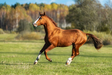 Beautiful red horse running in the field in autumn. Don breed horse. - 523808612