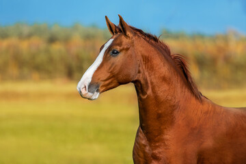 Beautiful red horse in autumn. Don breed horse.