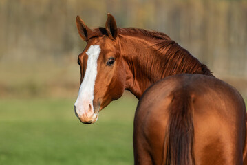 Naklejka na ściany i meble Portrait of red horse looking back. Don breed horse.