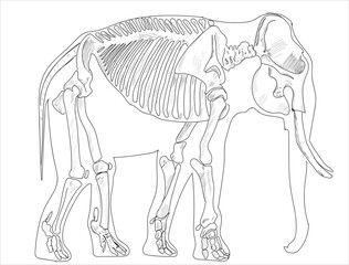 Fototapeta na wymiar Elephant skeletal system on a white background sketch hand drawing vector illustration
