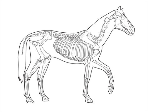 Horse skeletal system on a white background sketch hand drawing vector illustration