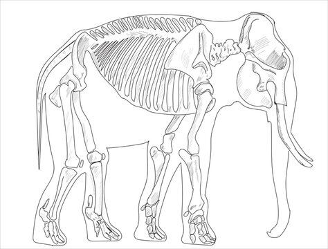 Elephant skeletal system on a white background sketch hand drawing vector illustration