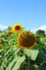 Dying Sunflower bloom with blue skies behind, Derbyshire England

