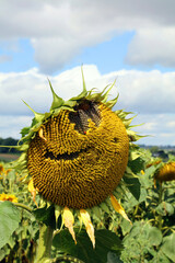 Dead Sunflower with ladybird, Derbyshire England
