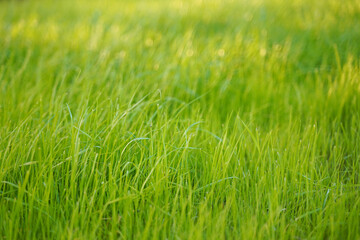 a light green young grass lawn is illuminated by the sun