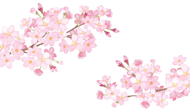 春の花：２本の桜の枝の水彩イラスト。フレーム装飾（透過背景）