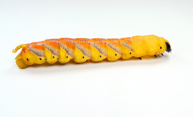 Huge yellow red butterfly caterpillar larvae death head Acherontia atropos hawk moth isolated on white close up