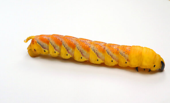 Huge yellow red butterfly caterpillar larvae death head Acherontia atropos hawk moth isolated on white close up, sphingidae