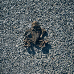 Dead Frog