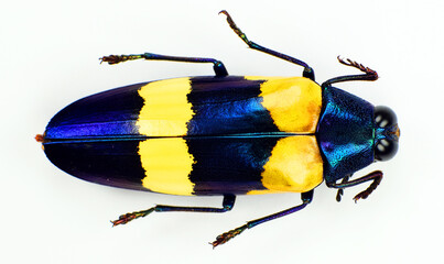 Beetle isolated on white. Yellow blue metallic jewel beetle Chrysochroa mniszechi close up....
