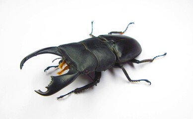 Giant stag beetle Dorcus titanus  isolated on white close up. Lucanidae. Collection beetles. Entomology. Coleoptera.