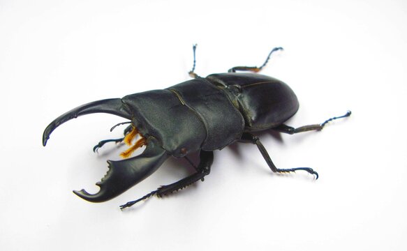 Giant stag beetle Dorcus titanus  isolated on white close up. Lucanidae. Collection beetles. Entomology. Coleoptera.