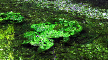 A lot of bright green mud on the surface of the water, a large clump of green algae