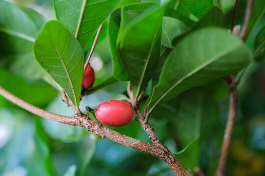 Mucize Bilder Durchsuchen 1,209 Archivfotos, und