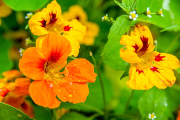 Orange nasturtiums bloom in the botanical garden
