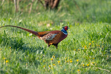 Pheasant, Phasianus colchicus. 