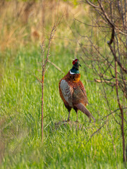 Pheasant, Phasianus colchicus. 