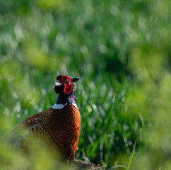 Pheasant, Phasianus colchicus. 