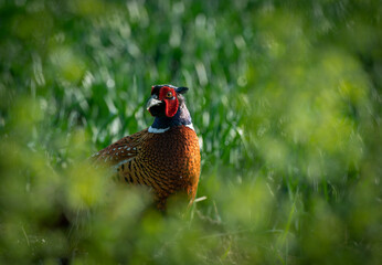 Pheasant, Phasianus colchicus. 