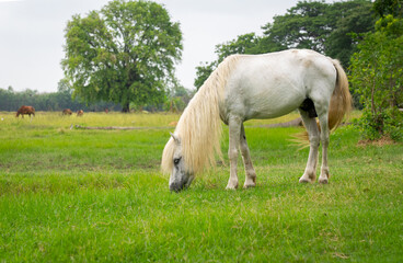 Naklejka na ściany i meble White Horse Grazing in Meadow in Farmland