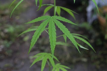Cannabis plants, cannabis leaf plants. 