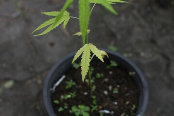 Plant diseases cause damage to plants and leaves.