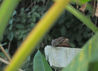 Squirrels lying on the wall.