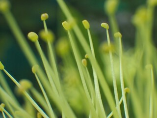 Fototapeta na wymiar Close-up yellow pollen, Golden Penda, Xanthostemon chrysanthus.