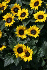 Fototapeta na wymiar Four sunflower blossoms