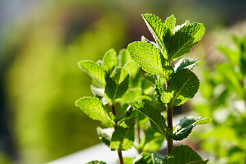 Fresh mint plant growing outdoors, close up