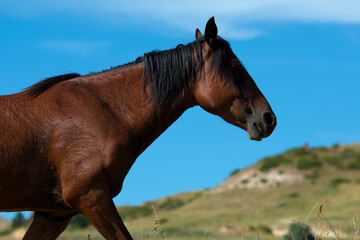 A wild horse walking in the outdoors in the summer